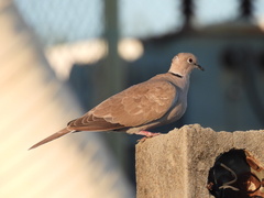 Streptopelia decaocto
