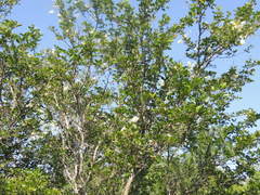 Pithecellobium unguis-cati