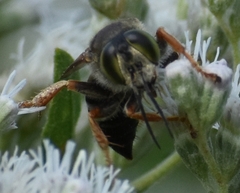 Tachytes guatemalensis