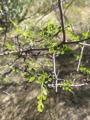Bursera laxiflora