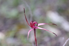 Caladenia ampla