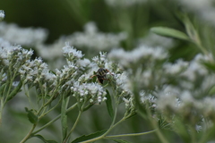 Tachytes guatemalensis