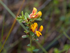 Pultenaea