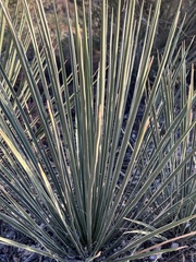 Yucca