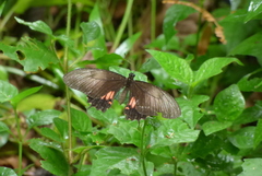 Papilio