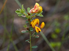 Pultenaea