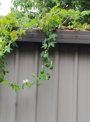 Passiflora subpeltata