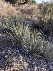Yucca