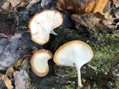 Microporellus obovatus