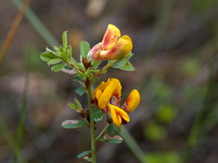 Pultenaea