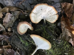 Microporellus obovatus