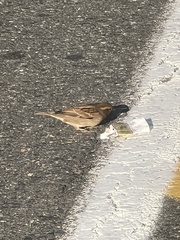 Passer domesticus
