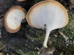 Microporellus obovatus