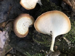 Microporellus obovatus