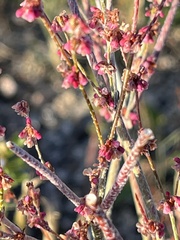 Eriogonum