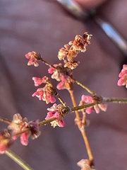 Eriogonum