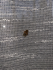 Copestylum haagii
