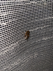 Copestylum haagii