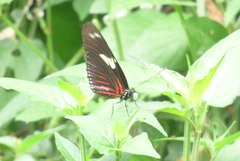Heliconius doris
