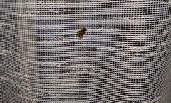 Copestylum haagii