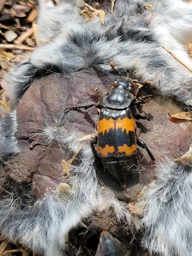 Banded Sexton Beetle