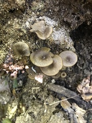 Arrhenia epichysium