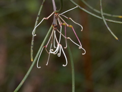 Hakea rostrata