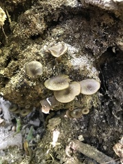 Arrhenia epichysium