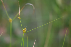 Carex oligosperma