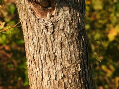 Catalpa bignonioides