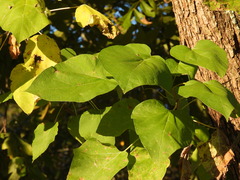 Catalpa bignonioides