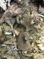 Arrhenia epichysium