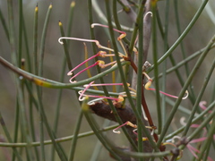 Hakea rostrata