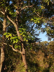Catalpa bignonioides