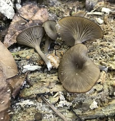 Arrhenia epichysium