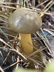 Chroogomphus vinicolor
