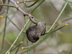 Hakea rostrata