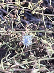 Artemisia dracunculus