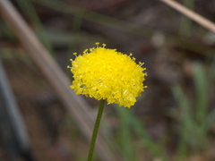 Craspedia variabilis