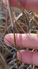 Dichanthelium annulum