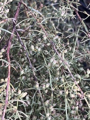 Artemisia dracunculus