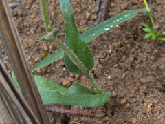 Craspedia variabilis