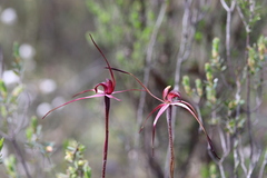 Caladenia cruciformis