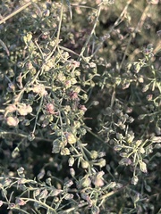 Artemisia dracunculus