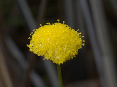 Craspedia variabilis