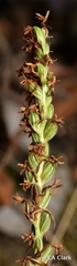 Platanthera
