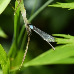 Argia moesta