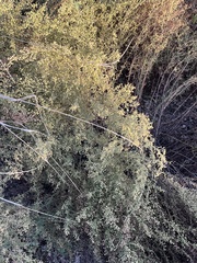 Artemisia dracunculus
