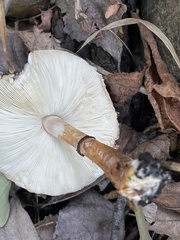 Lepiota