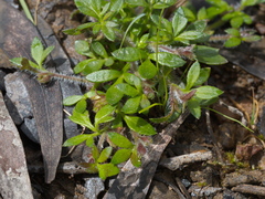 Xanthosia